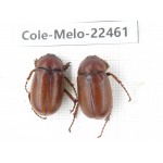 Melolonthidae sp. China, Yunnan, Yuxi, Xinping county. 2M. Cole-Melo-22461.