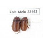 Melolonthidae sp. China, Yunnan, Yuxi, Xinping county. 2M. Cole-Melo-22462.