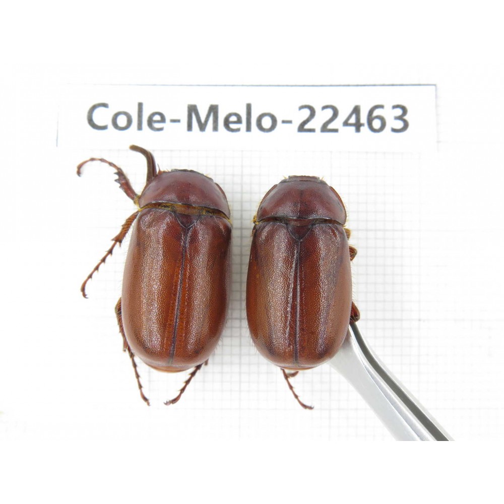Melolonthidae sp. China, Yunnan, Yuxi, Xinping county. 2M. Cole-Melo-22463.