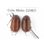 Melolonthidae sp. China, Yunnan, Yuxi, Xinping county. 2M. Cole-Melo-22463.