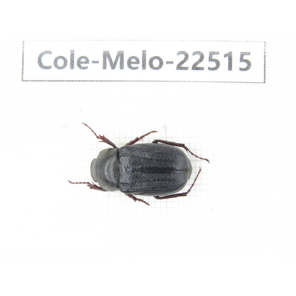 Melolonthidae sp. China, Guangxi, Guilin, Longsheng county. 1Pcs. Cole-Melo-22515.