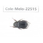 Melolonthidae sp. China, Guangxi, Guilin, Longsheng county. 1Pcs. Cole-Melo-22515.
