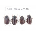 Melolonthidae sp. China, Guangxi, Guilin, Longsheng county. 4Pcs. Cole-Melo-22516.
