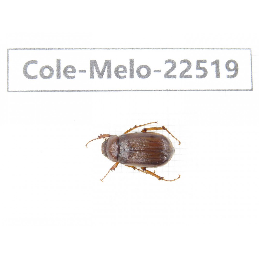 Melolonthidae sp. China, Guangxi, Guilin, Longsheng county. 1Pcs. Cole-Melo-22519.