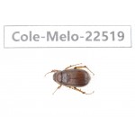 Melolonthidae sp. China, Guangxi, Guilin, Longsheng county. 1Pcs. Cole-Melo-22519.