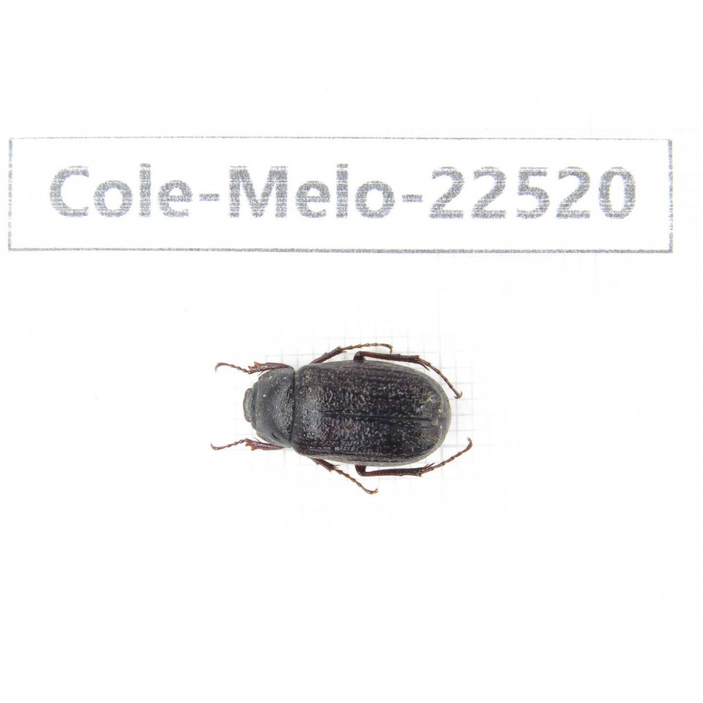 Melolonthidae sp. China, Guangxi, Guilin, Longsheng county. 1Pcs. Cole-Melo-22520.