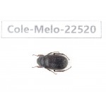 Melolonthidae sp. China, Guangxi, Guilin, Longsheng county. 1Pcs. Cole-Melo-22520.