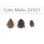 Melolonthidae sp. China, Guangxi, Guilin, Longsheng county. 3Pcs. Cole-Melo-22521.