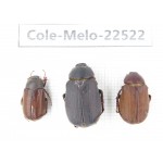 Melolonthidae sp. China, Guangxi, Baise, Pingguo county. 3Pcs. Cole-Melo-22522.