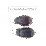 Melolonthidae sp. China, Guizhou, Bijie, Jinsha county. 2Pcs. Cole-Melo-22527.