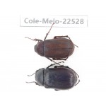 Melolonthidae sp. China, Guizhou, Bijie, Jinsha county. 2Pcs. Cole-Melo-22528.