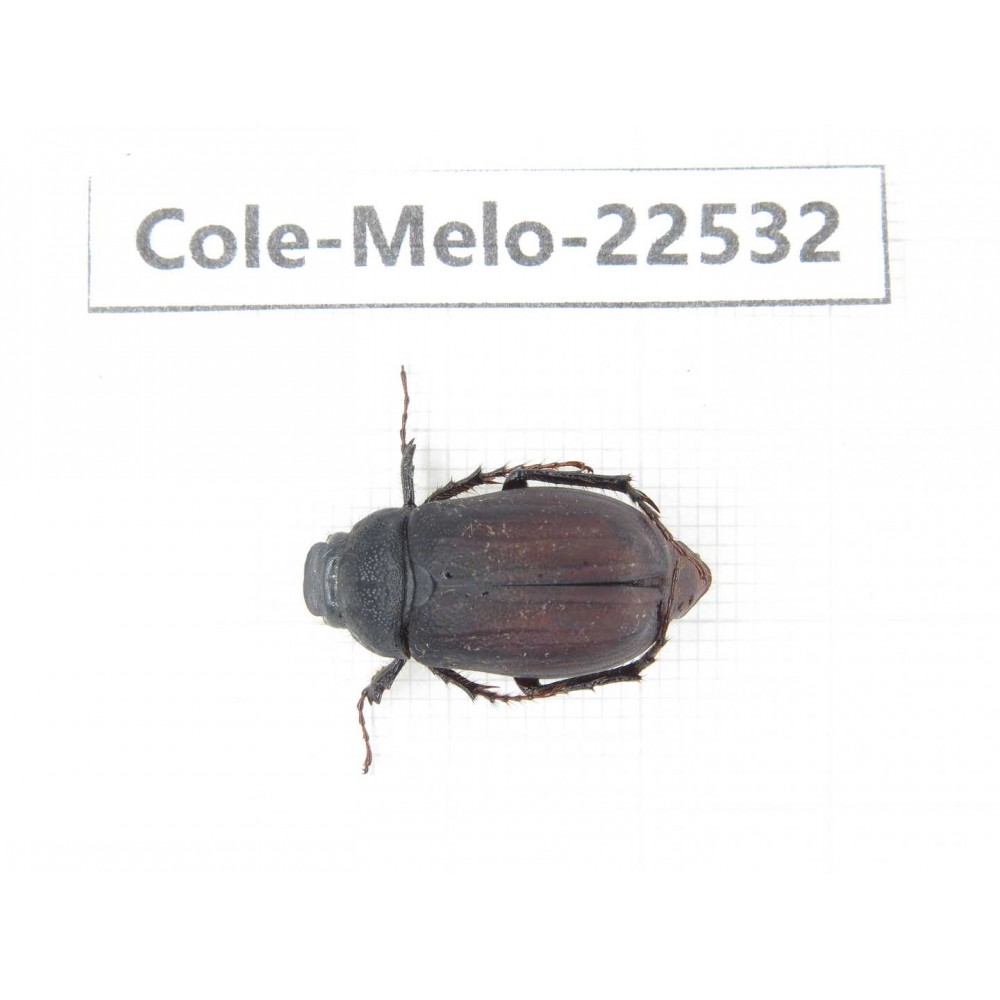 Melolonthidae sp. China, Guizhou, Bijie, Jinsha county. 1Pcs. Cole-Melo-22532.