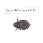 Melolonthidae sp. China, Guizhou, Bijie, Jinsha county. 1Pcs. Cole-Melo-22532.