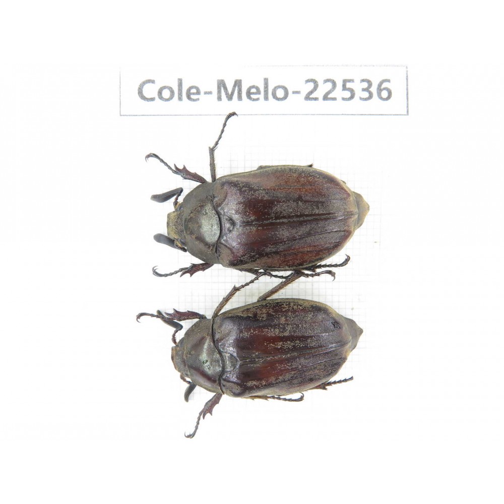 Melolonthidae sp. China, Guizhou, Bijie, Jinsha county. 2M. Cole-Melo-22536.