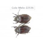 Melolonthidae sp. China, Guizhou, Bijie, Jinsha county. 2M. Cole-Melo-22536.