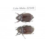 Melolonthidae sp. China, Yunnan, Zhaotong, Yiliang county. 1P. Cole-Melo-22549.