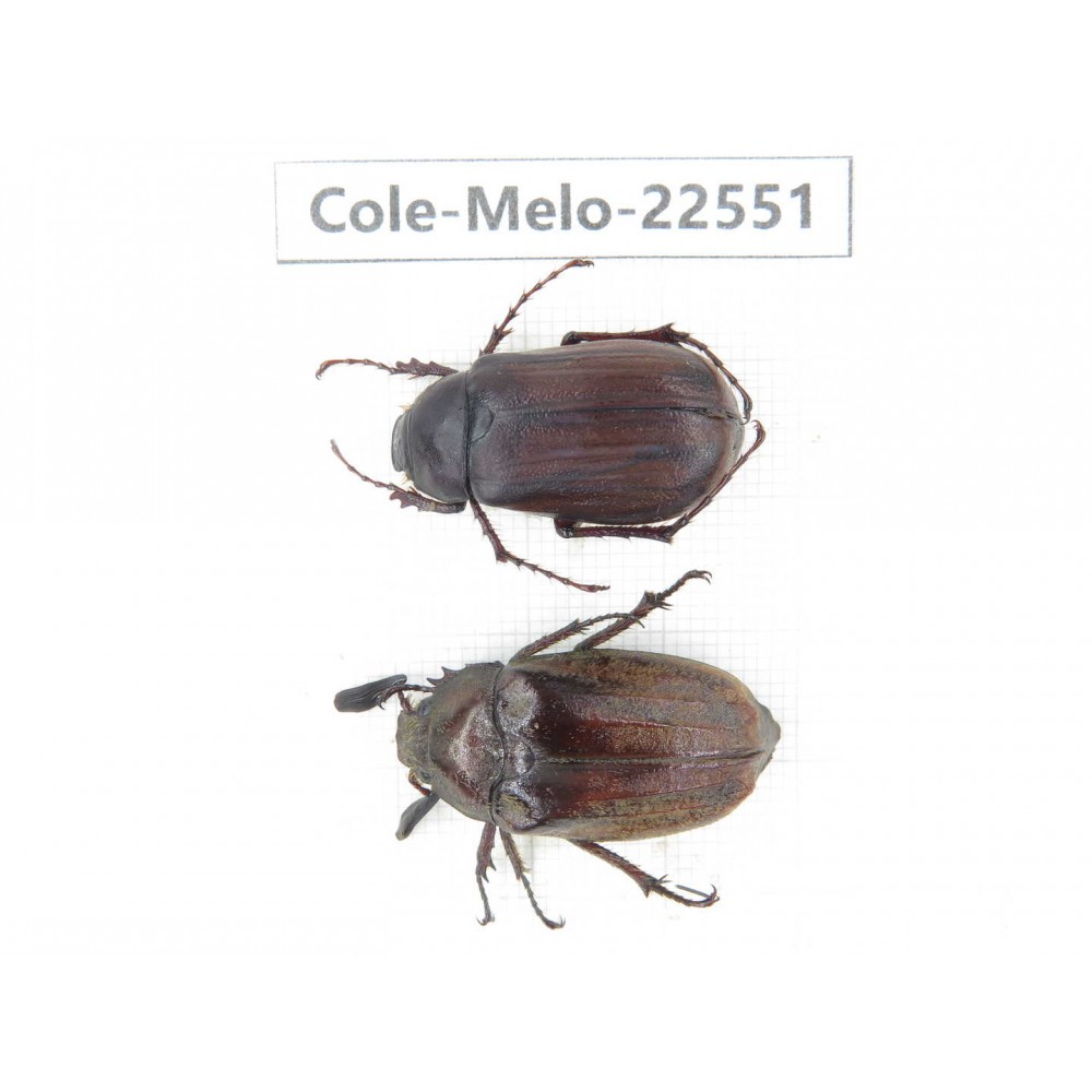 Melolonthidae sp. China, Yunnan, Zhaotong, Yiliang county. 1P. Cole-Melo-22551.