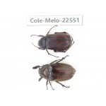 Melolonthidae sp. China, Yunnan, Zhaotong, Yiliang county. 1P. Cole-Melo-22551.