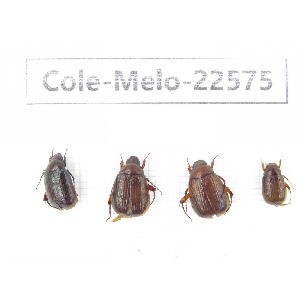 Melolonthidae sp. China, Yunnan, Zhaotong, Yiliang county. 4Pcs. Cole-Melo-22575.