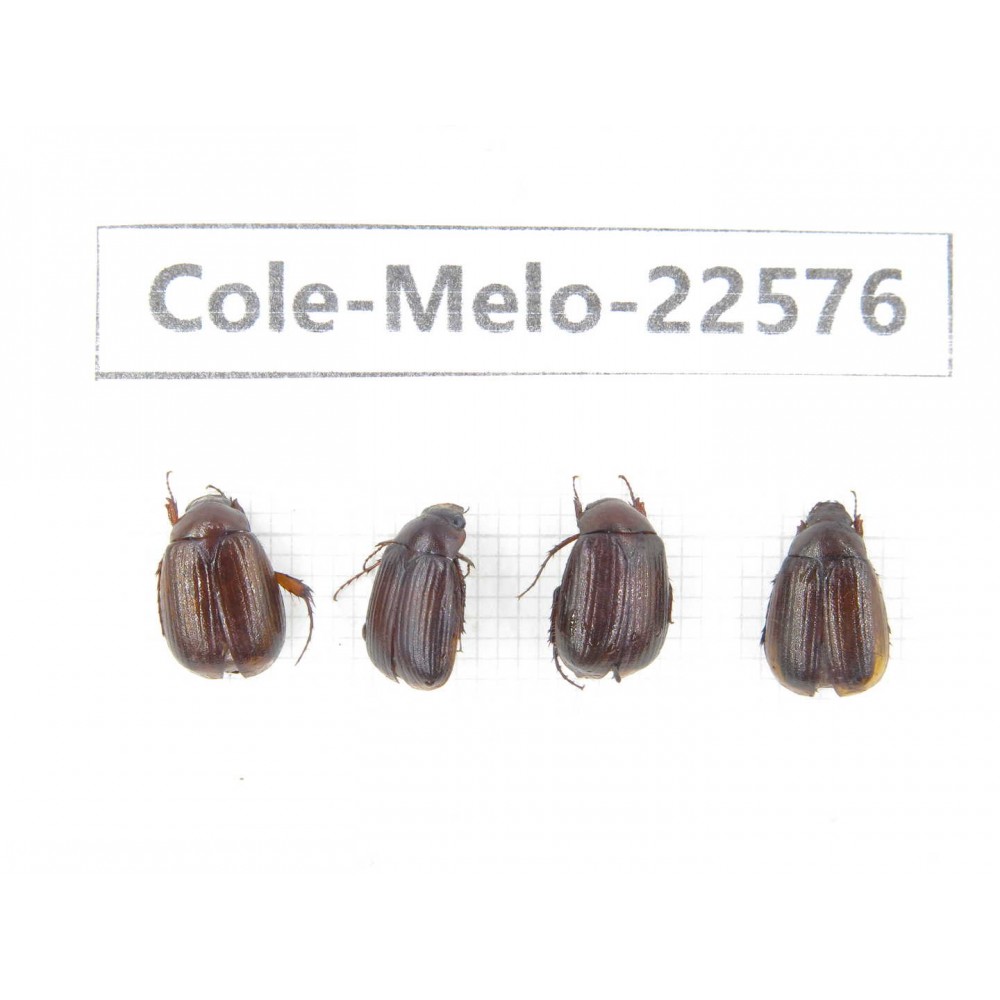 Melolonthidae sp. China, Yunnan, Zhaotong, Yiliang county. 4Pcs. Cole-Melo-22576.