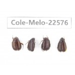 Melolonthidae sp. China, Yunnan, Zhaotong, Yiliang county. 4Pcs. Cole-Melo-22576.