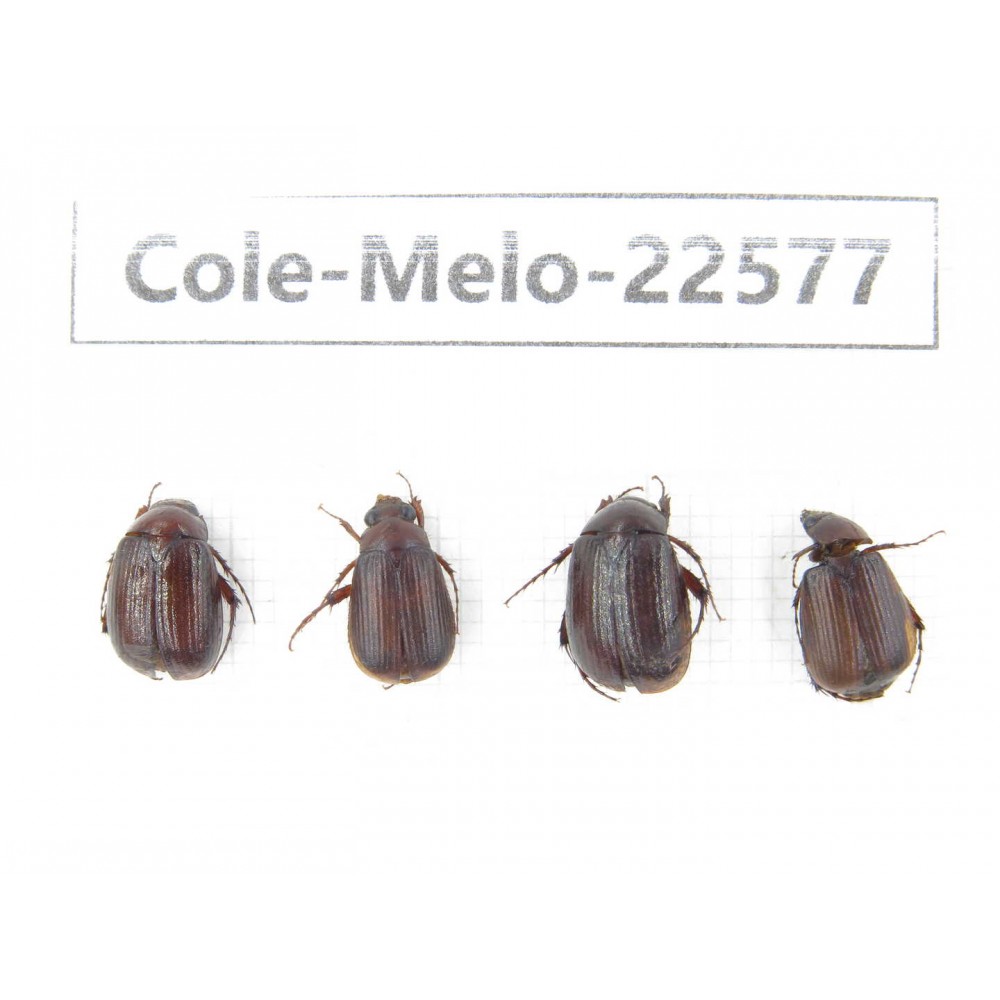 Melolonthidae sp. China, Yunnan, Zhaotong, Yiliang county. 4Pcs. Cole-Melo-22577.