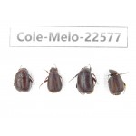 Melolonthidae sp. China, Yunnan, Zhaotong, Yiliang county. 4Pcs. Cole-Melo-22577.