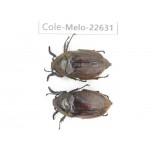Melolonthidae sp. China, Yunnan, Baoshan, Tengchong. 2M. Cole-Melo-22631.