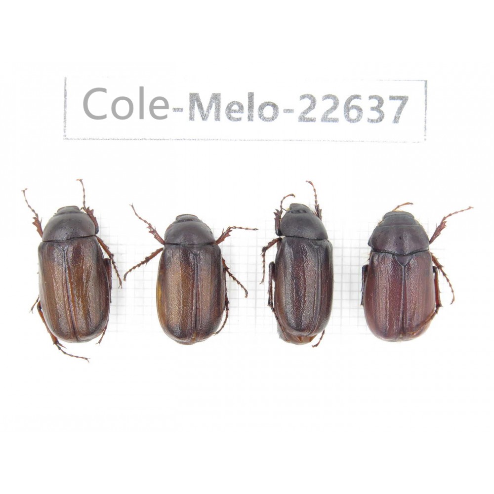 Melolonthidae sp. China, Yunnan, Baoshan, Tengchong. 4Pcs. Cole-Melo-22637.