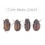 Melolonthidae sp. China, Yunnan, Baoshan, Tengchong. 4Pcs. Cole-Melo-22637.