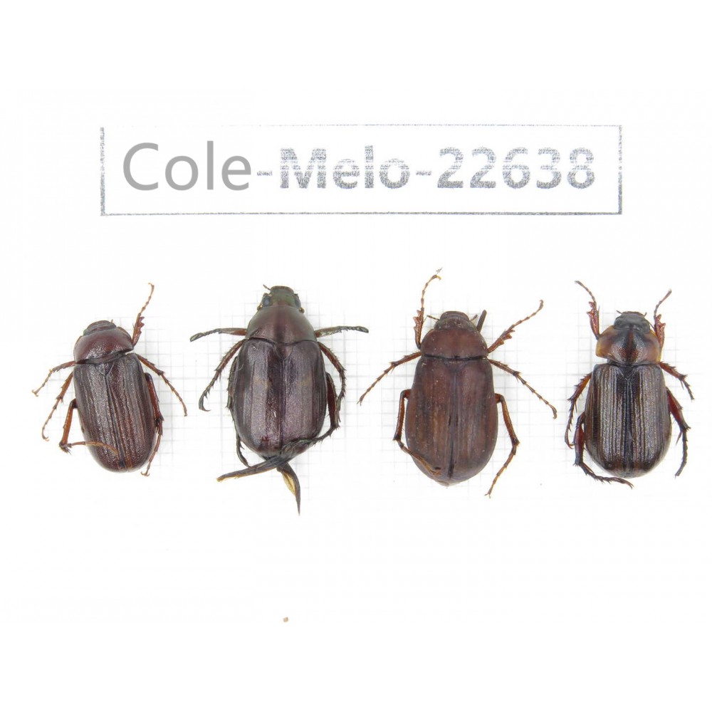 Melolonthidae sp. China, Yunnan, Baoshan, Tengchong. 4Pcs. Cole-Melo-22638.