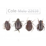 Melolonthidae sp. China, Yunnan, Baoshan, Tengchong. 4Pcs. Cole-Melo-22638.