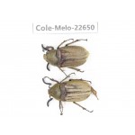 Melolonthidae sp. China, Yunnan, Chuxiong, Shuangbai county (N Mt.Ailaoshan.) 2M. Cole-Melo-22650.