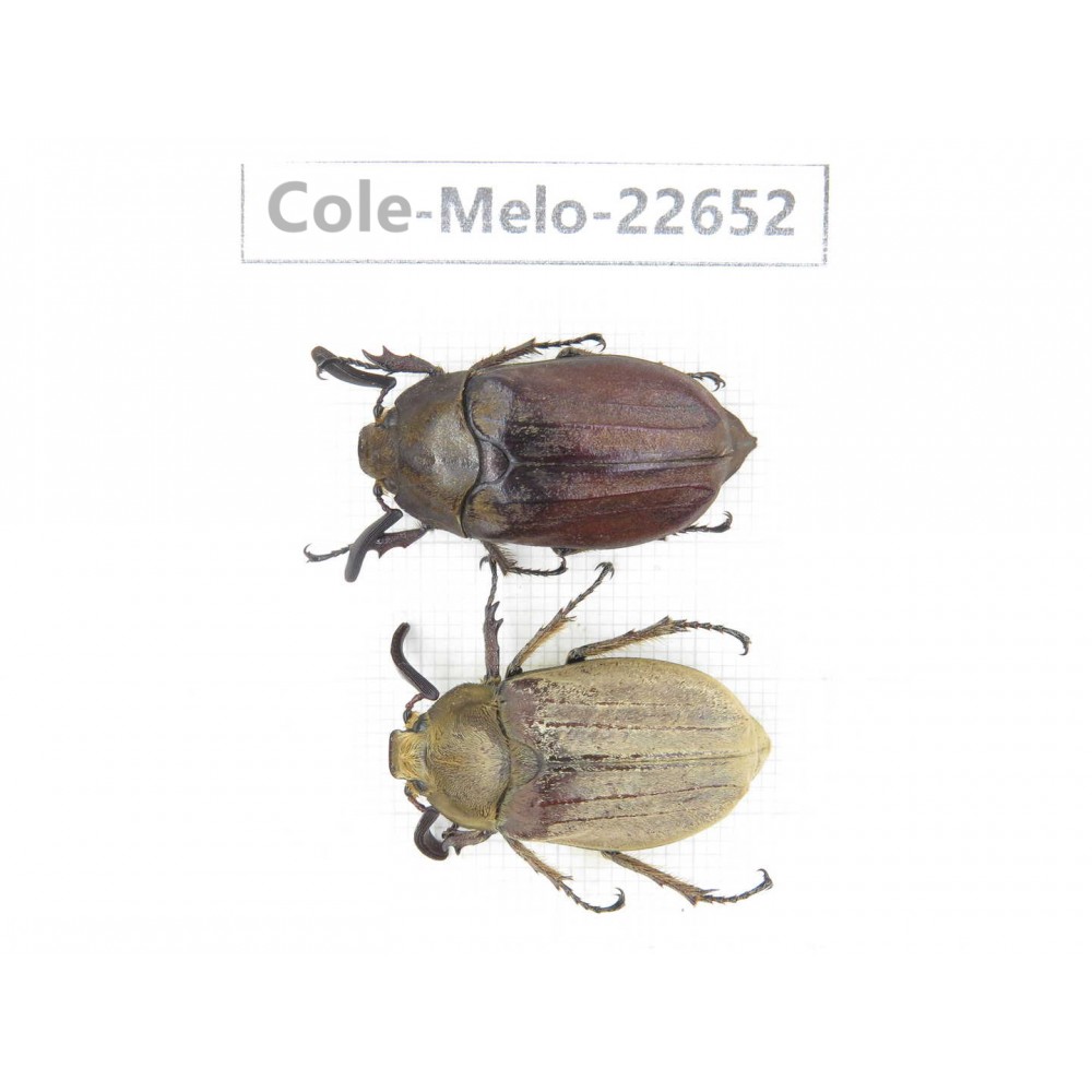 Melolonthidae sp. China, Yunnan, Chuxiong, Shuangbai county (N Mt.Ailaoshan.) 2M. Cole-Melo-22652.