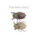Melolonthidae sp. China, Yunnan, Chuxiong, Shuangbai county (N Mt.Ailaoshan.) 2M. Cole-Melo-22652.