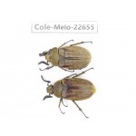 Melolonthidae sp. China, Yunnan, Chuxiong, Shuangbai county (N Mt.Ailaoshan.) 2M. Cole-Melo-22655.