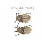 Melolonthidae sp. China, Yunnan, Chuxiong, Shuangbai county (N Mt.Ailaoshan.) 2M. Cole-Melo-22657.