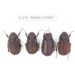 Melolonthidae sp. China, Yunnan, Chuxiong, Shuangbai county (N Mt.Ailaoshan.) 4Pcs. Cole-Melo-22661.