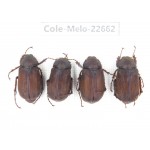 Melolonthidae sp. China, Yunnan, Chuxiong, Shuangbai county (N Mt.Ailaoshan.) 4Pcs. Cole-Melo-22662.