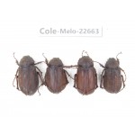 Melolonthidae sp. China, Yunnan, Chuxiong, Shuangbai county (N Mt.Ailaoshan.) 4Pcs. Cole-Melo-22663.