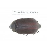 Melolonthidae sp. China, Yunnan, Dehong, Longchuan county. 1Pcs. Cole-Melo-22673.