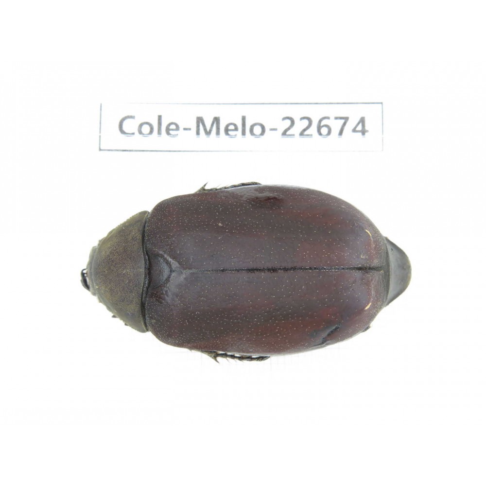 Melolonthidae sp. China, Yunnan, Dehong, Longchuan county. 1Pcs. Cole-Melo-22674.