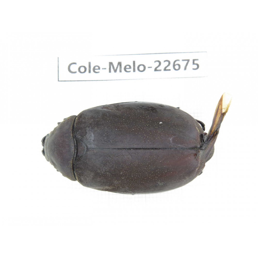 Melolonthidae sp. China, Yunnan, Dehong, Longchuan county. 1Pcs. Cole-Melo-22675.