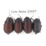 Melolonthidae sp. China, Yunnan, Dehong, Longchuan county. 4Pcs. Cole-Melo-22697.