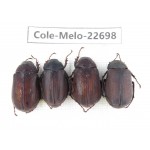 Melolonthidae sp. China, Yunnan, Dehong, Longchuan county. 4Pcs. Cole-Melo-22698.