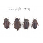Melolonthidae sp. China, Yunnan, Dehong, Longchuan county. 4Pcs. Cole-Melo-22731.
