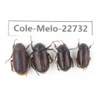 Melolonthidae sp. China, Yunnan, Dehong, Longchuan county. 4Pcs. Cole-Melo-22732.