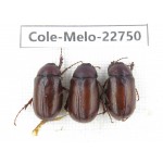 Melolonthidae sp. China, Yunnan, Chuxiong, Shuangbai county (N Mt.Ailaoshan.) 3Pcs. Cole-Melo-22750.