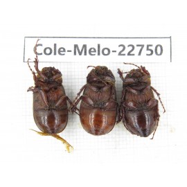 Melolonthidae sp. China, Yunnan, Chuxiong, Shuangbai county (N Mt.Ailaoshan.) 3Pcs. Cole-Melo-22750.