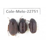 Melolonthidae sp. China, Yunnan, Chuxiong, Shuangbai county (N Mt.Ailaoshan.) 3Pcs. Cole-Melo-22751.